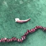 The Badger Claw represents the need to dig deep