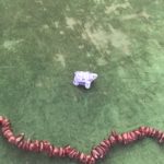 The Turtle represents home