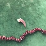 The Coyote Claw represents an unscrupulous man