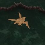 The Faerie represents help from fae beings