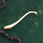 The Raccoon Baculum (Penis Bone) represents a good man