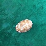 The Reticulated Cowrie shell represents the Ancestral line and its legacy, and the intentions set for the work that the family line will contribute to the Universe