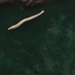 The Fox Baculum (Penis Bone) represents an unreliable man