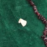 The Kitten's Paw Shell represents a helping hand