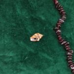 The tiny Cantharus represents new beginnings - be it the seed of an idea, a new business venture or personal relationship.. or even a new baby!