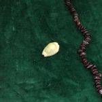 Cowrie Shell