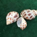 The Babylonia Shells of varying sizes represent the most recent ancestors - parents, grandparents and great-grandparents, and their generations