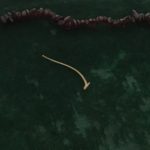 The Snake Rib represents flexibility